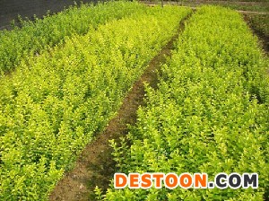 湿地松，马尾松，枫香，木荷杜英，香樟，杉木，造林小苗
